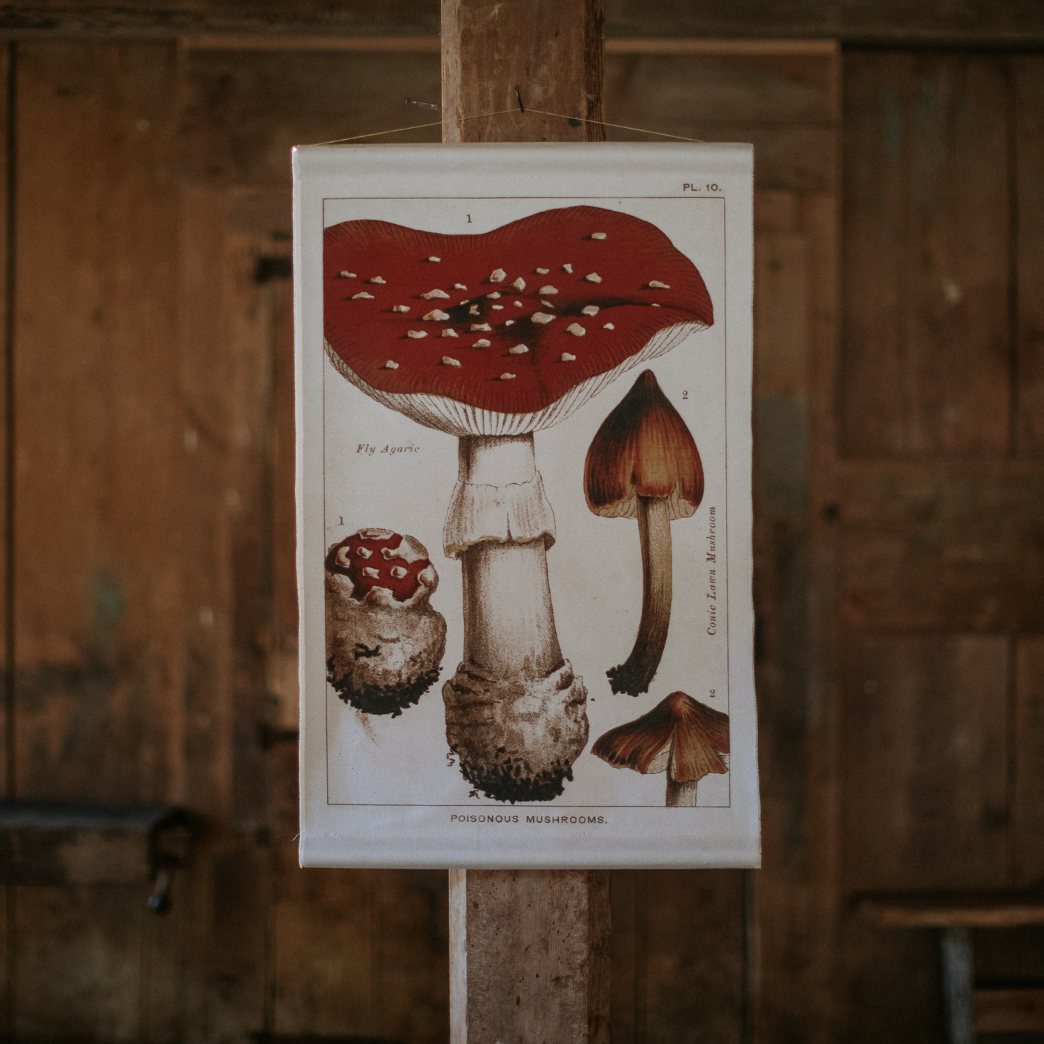 Fly Agaric Mushroom - Canvas Wall Hanging